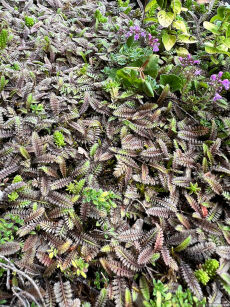 Leptinella nowozelandzka "Platt's Black" (Leptinella squalida)