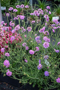 Driakiew Gołębia "Pink Mist" (Scabiosa columbaria)