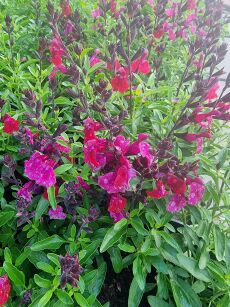 Szałwia Jesienna "Mirage Burgundy" (Salvia Greggii)