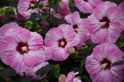 Hibiskus Bylinowy  "Spindarella"  (Hibiscus Summerific)