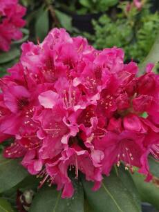Różanecznik "Pearce`s American Beauty" (Rhododendron)