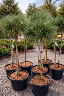 Sosna Czarna "Hornibrookiana" szczepiona (Pinus Nigra)