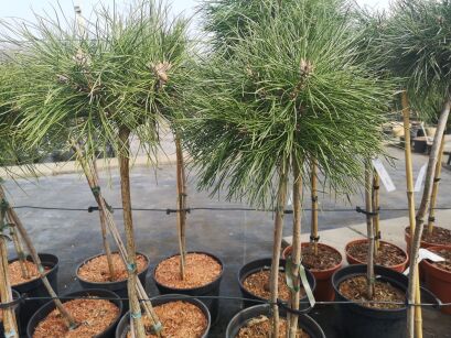 Sosna Czarna "Hornibrookiana" szczepiona (Pinus Nigra)