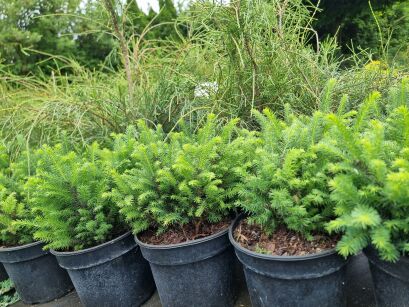 Świerk Serbski "Karel" (Picea Omorika)
