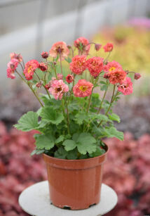 Kuklik "Bohema Pink'" (Geum)