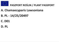 Cyprysik Lawsona 