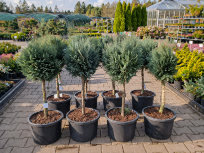 Cyprysik Lawsona "Columnaris" Pa szczepiony (Chamaecyparis Lawsoniana)