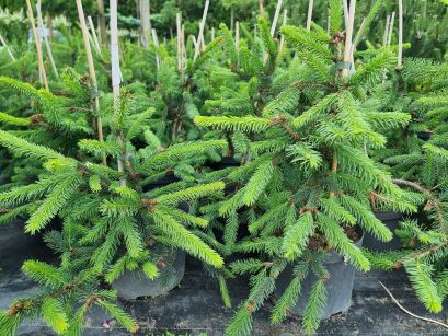 Świerk Pospolity "Inversa" (Picea Abies)