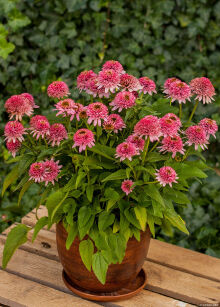 Jeżówka "Butterfly Kisses" (Echinacea Purpurea)