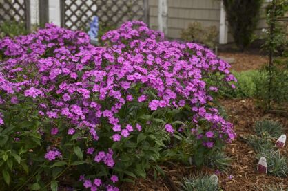 Płomyk Wiechowaty "Cloudburst" (Phlox Paniculata)