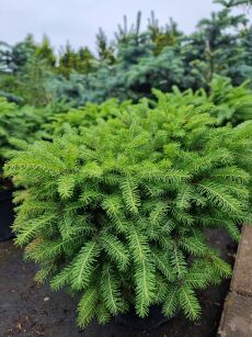 Świerk Pospolity "Nidiformis" (Picea Abies)