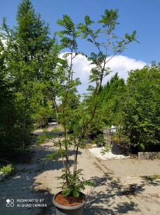 Jarząb Pospolity "Fastigiata" (Sorbus Aucuparia)