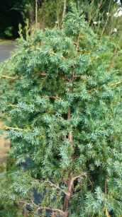 Jałowiec Chiński "Blue Alps" (Juniperus Chinensis)