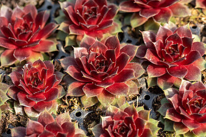 Rojnik Draco (Sempervivum hybridum)