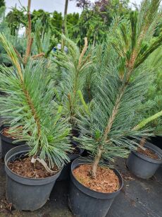 Sosna Giętka "Vanderwolf's Pyramid" (Pinus Flexilis)