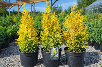 Żywotnik Zachodni "Sunny Smaragd" (Thuja Occ.)