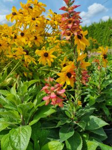 Naparstnica "Illumination Flame" (Digitalis)