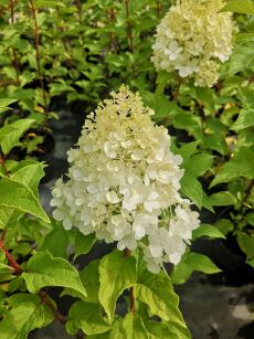 Hortensja Bukietowa "Magical Mount Blanc" (Hydrangea Paniculata)