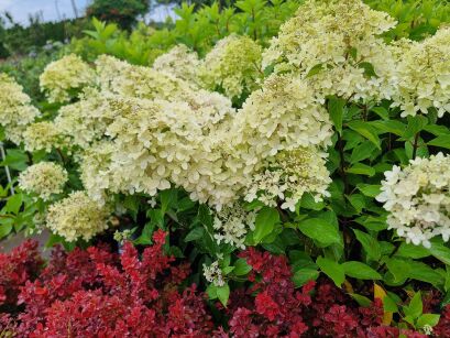 Hortensja Bukietowa "Gardenlights XS-light" (Hydrangea Paniculata)