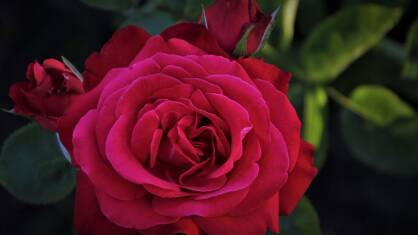 Róża wielkokwiatowa "Burgund" (Rosa)
