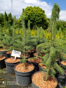 Świerk Kłujący "Royal Blue" (Picea Pungens)