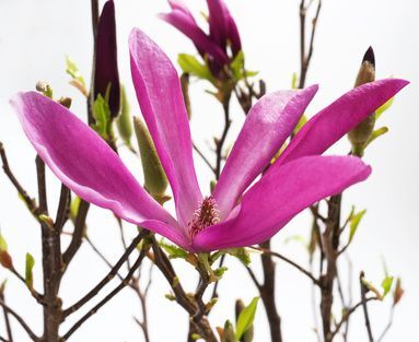 Magnolia 