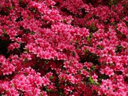 Azalia Japońska "Hino Crimson" (Azalea jap.)