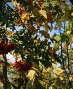 Jarząb Pospolity "Pendula" (Sorbus Aucuparia)