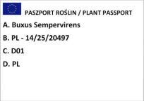 Bukszpan Wieczniezielony (Buxus Sempervirens) - 2