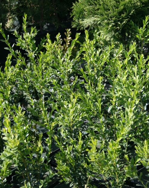 Bukszpan Wieczniezielony (Buxus Sempervirens)