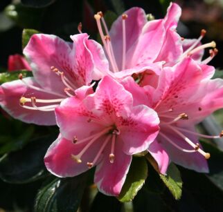 Azalia Japońska "Kermesina Rose" (Azalea Japonica)