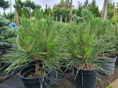 Sosna Czarna "Spielberg" (Pinus Nigra)