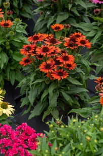 Jeżówka "Pearl™ Orange" (Echinacea)