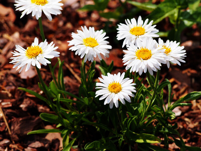Aster Alpejski 