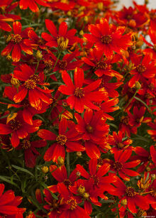 Nachyłek "Lady Bird" (Coreopsis)