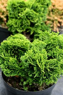 Cyprysik Tępołuskowy  "Nana Gracilis" (Chamaecyparis Obtusa)