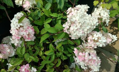 Hortensja Wiechowata "Silver Dollar" (Hydrangea Paniculata)