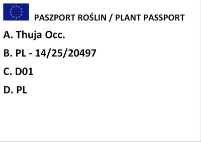 Żywotnik Zachodni "Smaragd Witbont" (Thuja Occ.)