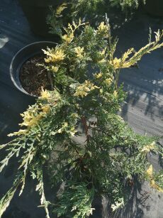Jałowiec Płożący "Variegata" (Juniperus Horizontalis)