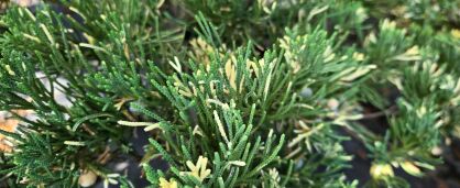 Jałowiec Płożący "Variegata" (Juniperus Horizontalis)