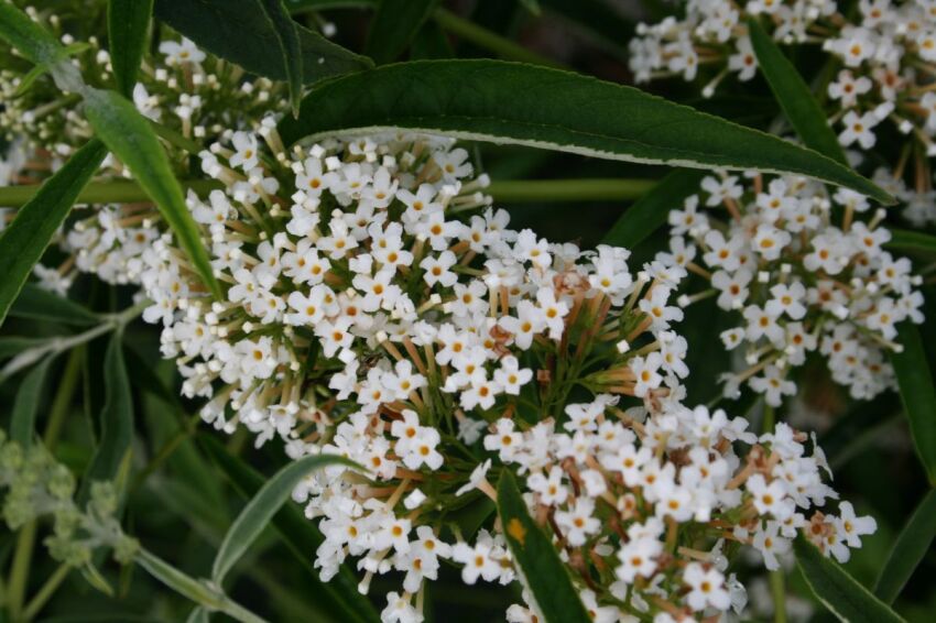 BUDLEJA WHITE PROFUSION BIAŁA, 
www.sklep.szkolka.radom.pl
SZKÓŁKA RADOM