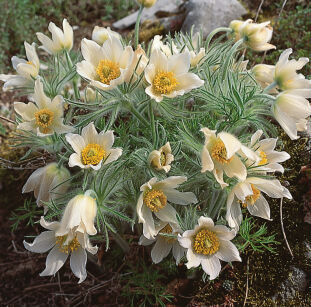 Sasanka Zwyczajna "Pulsar White" (Pulsatilla Vulgaris) 