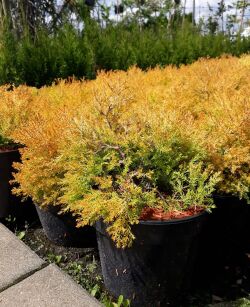 Żywotnik Zachodni "Cloth of Gold" (Thuja Occ.)