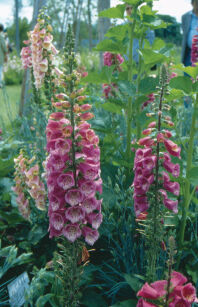 Naparstnica Mertona "Summer King" ( Digitalis Mertonensis )