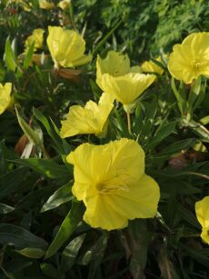 Wiesiołek Missouryjski (Oenothera Macrocarpa)