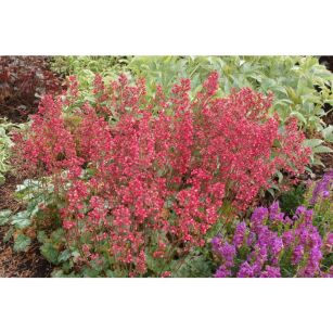 Żurawka "Paris" (Heuchera)