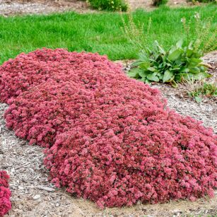 Rozchodnik "Rock N Round Popstar" ( Sedum  )