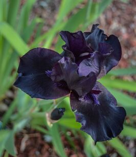 Irys Bródkowy "Black Knight" (Iris barbata)