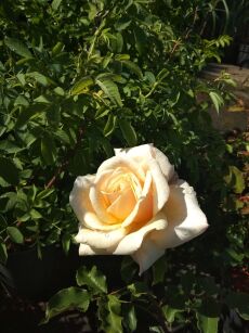 Róża Wielkokwiatowa "Diamond Jubilee" (Rosa)