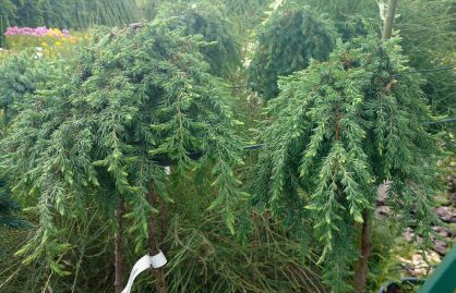 Jałowiec Pospolity "Greenmantle" szczepiony (Juniperus Communis)